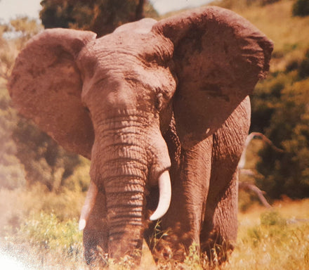 Adventures in the Serengeti: An unforgettable road trip by Mia and Peter